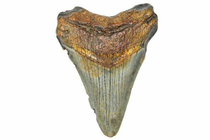 Serrated, Juvenile Megalodon Tooth - South Carolina #360944